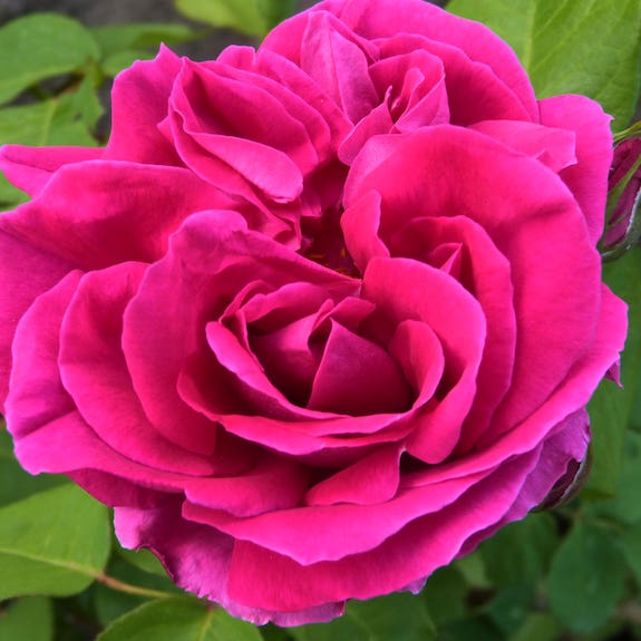 As Good As It Gets Roses For Sale Local Rose Bush Nursery